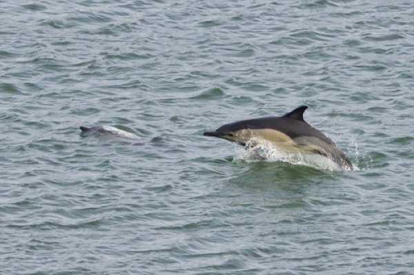 17 January 2021 - 10-48-28
My first alert came from Lynn (thank you!) soon the pod were chasing their feed all over the river. Lots of mothers and calves.
--------------------------
Dolphins in the river Dart, Dartmouth